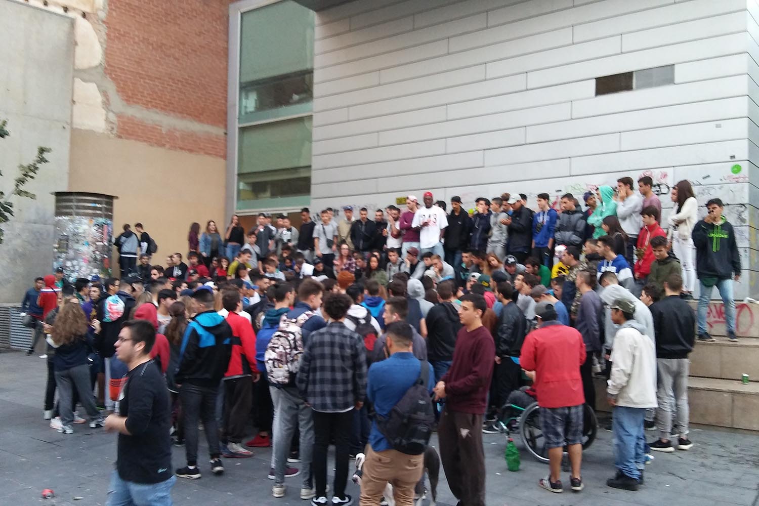 Gallos Macba (1)